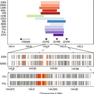 shared sweeps|Patterns of shared signatures of recent positive selection across .